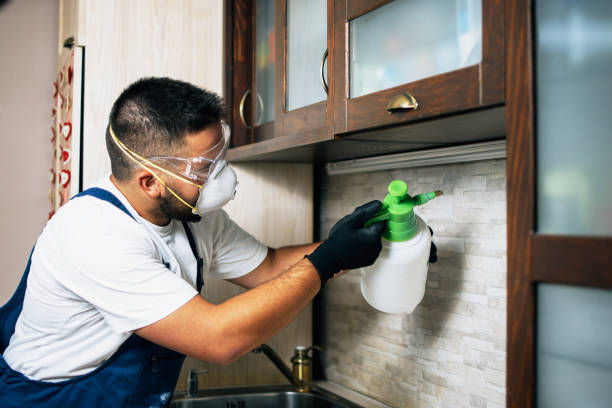 Best Affordable Pest Control Services  in Franklin Furnace, OH
