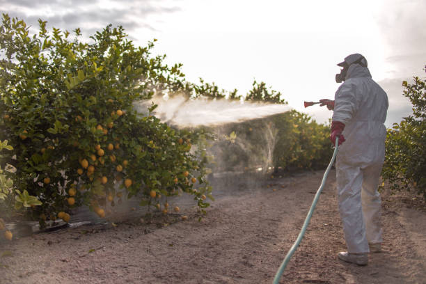 Best Affordable Pest Control Services  in Franklin Furnace, OH