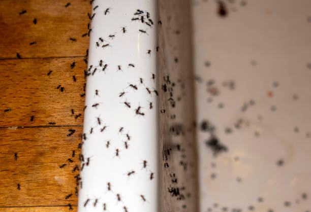 Best Best Pest Control Companies  in Franklin Furnace, OH