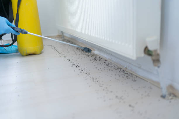 Professional Pest Control in Franklin Furnace, OH